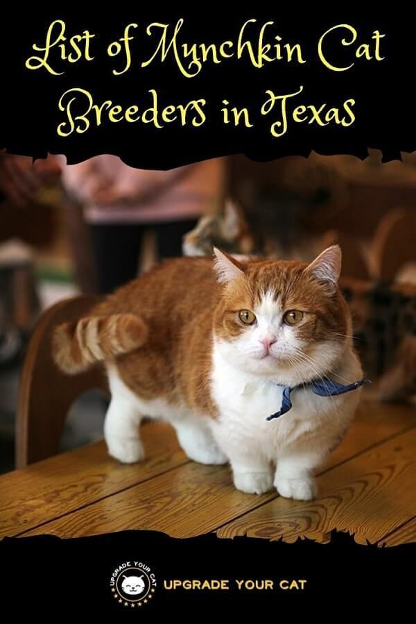 Munchkin Cat Breeders in Texas