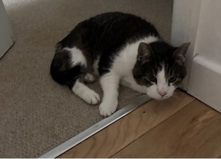 My cat guarding my office doorway