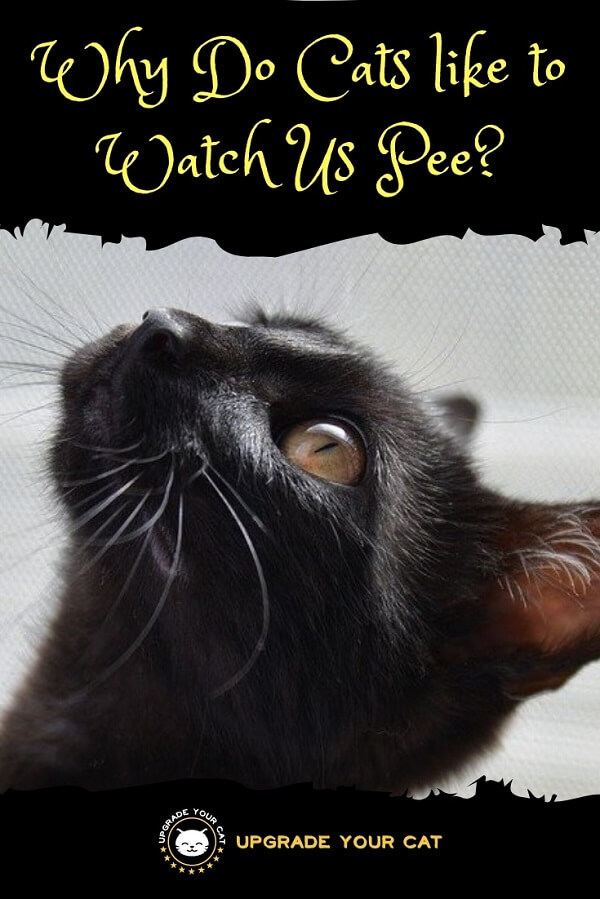 Outsmart your cat to stop them staring