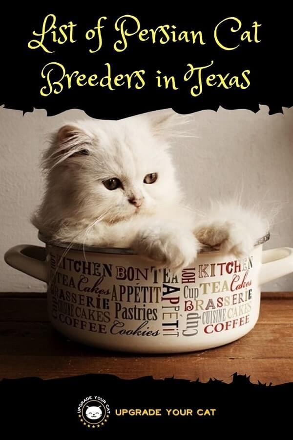 Persian Cat Breeders in Texas