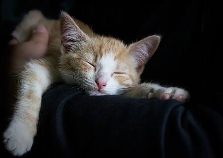 Remember Its a Compliment When Cats Sleep on Your Feet