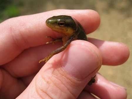 Salamander Poisoning Symptoms