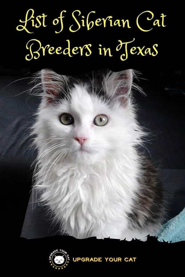Siberian Cat Breeders in Texas