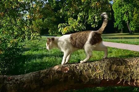 Start earning the trust of a stray cat