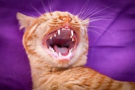 Teething Cats Need Something to Gnaw on