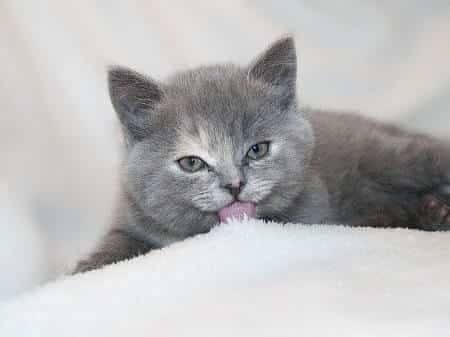 What Are Munchkin Cats