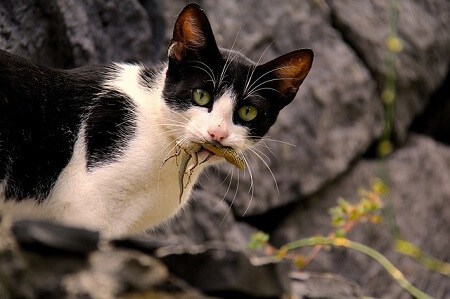 What Happens If a Cat Eats a Skink