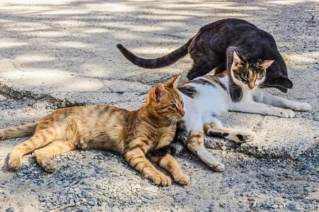 What is the Difference Between Stray and Feral Cats