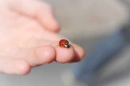 Which Species or Colors of Ladybugs Are Toxic or Harmful to Cats