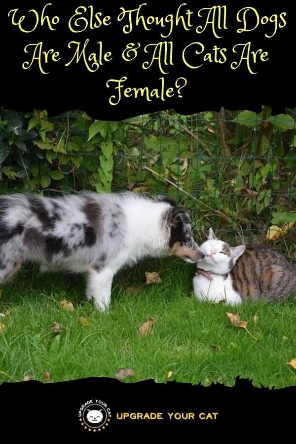 Who Else Thought All Dogs Are Male All Cats Are Female