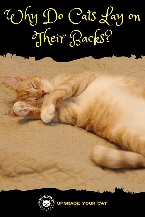 Why Do Cats Lay on Their Backs