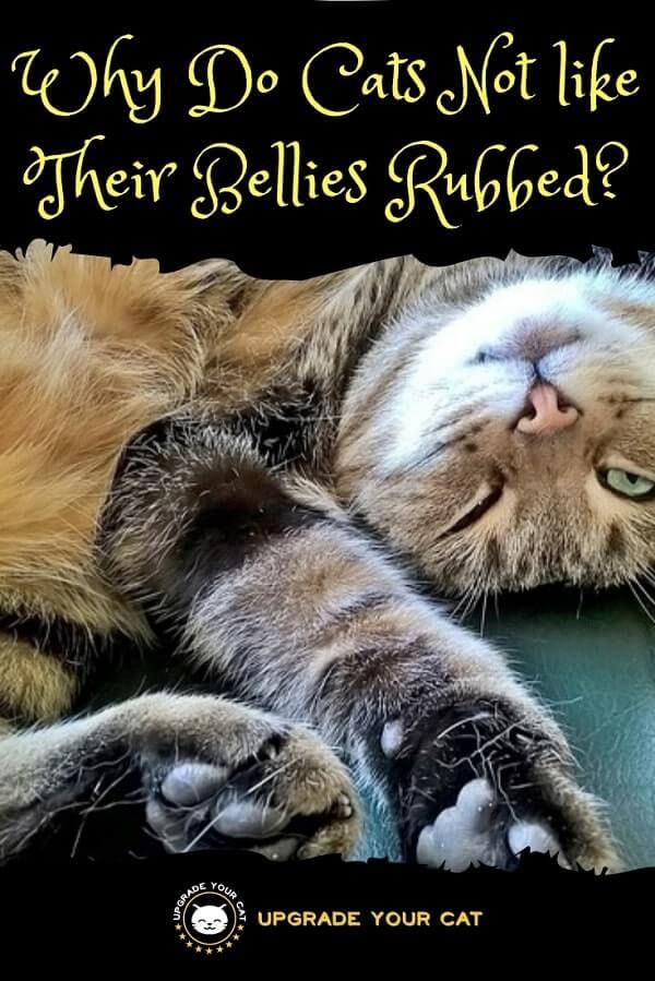 Why Do Cats Not like Their Bellies Rubbed