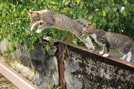 Why Do Cats Trill When They Jump