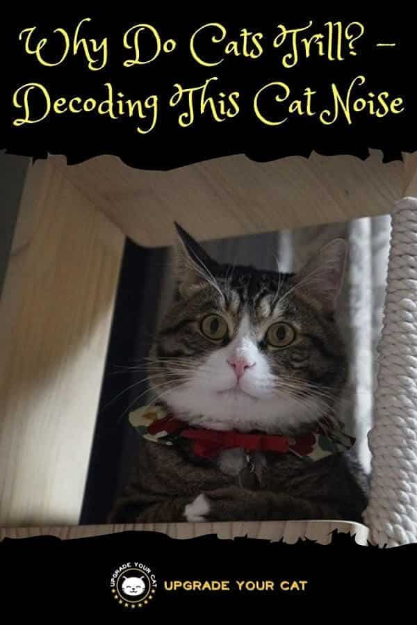 Why Do Cats Trill