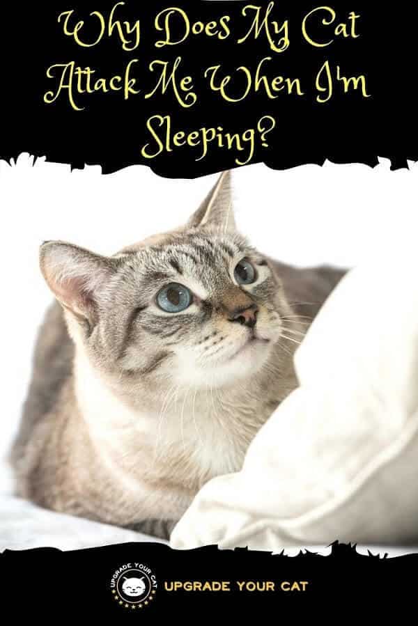 Why Does My Cat Attack Me When Im Sleeping