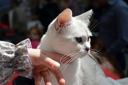 Why Does My Cat Bite My Fingers When I Pet Him