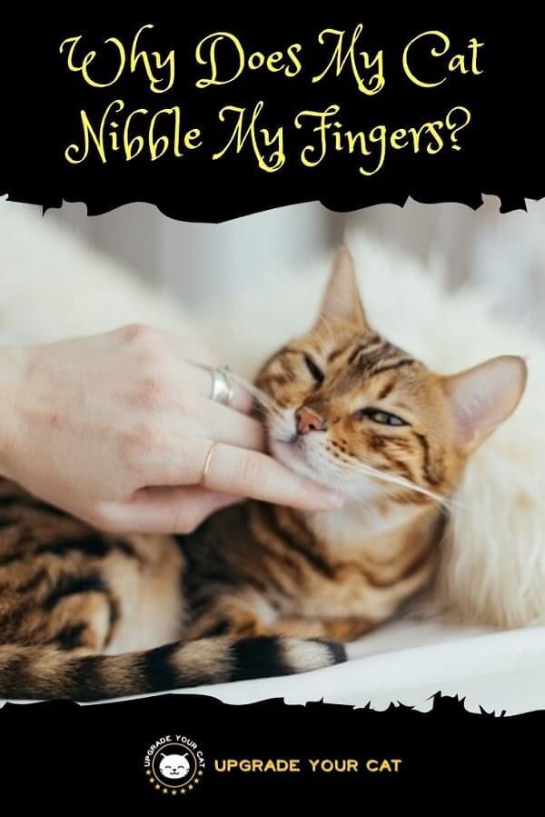 Why Does My Cat Nibble My Fingers
