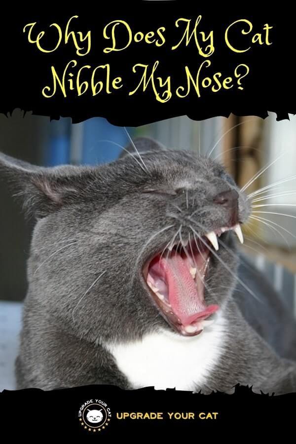 Why Does My Cat Nibble My Nose