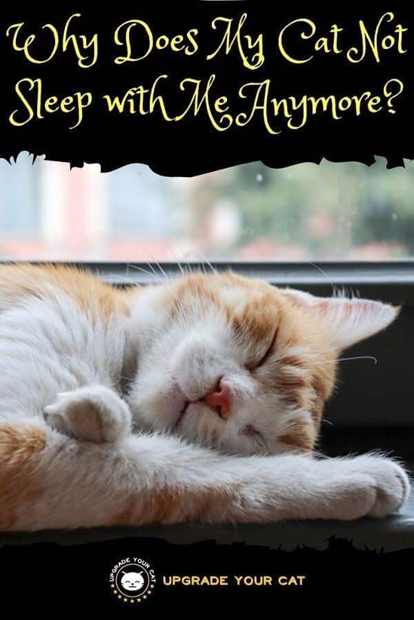 Why Does My Cat Not Sleep with Me Anymore