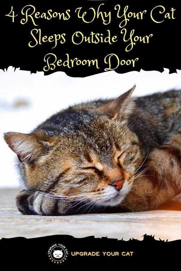 Why Does My Cat Sleep Outside My Bedroom Door