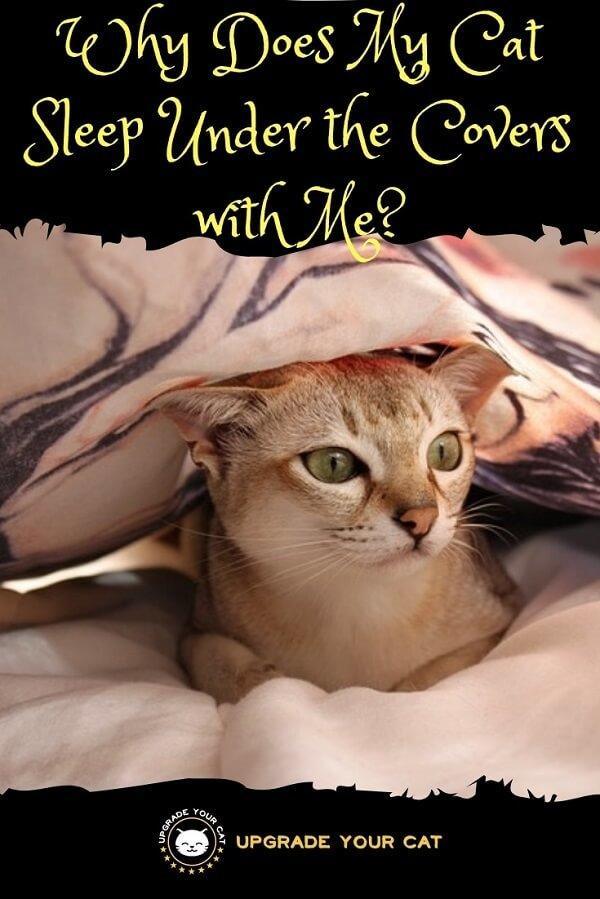 Why Does My Cat Sleep Under the Covers with Me