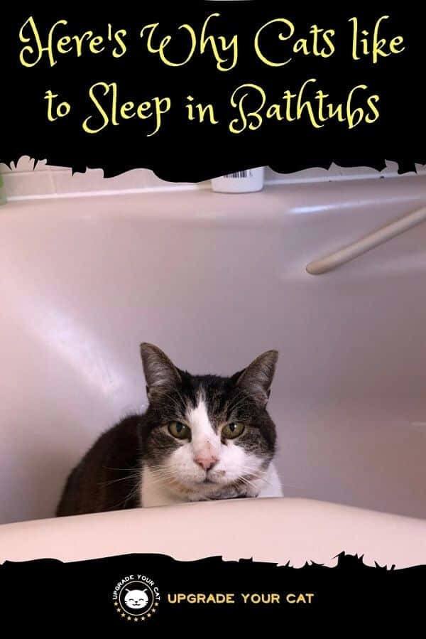 Why Does My Cat Sleep in the Bathtub