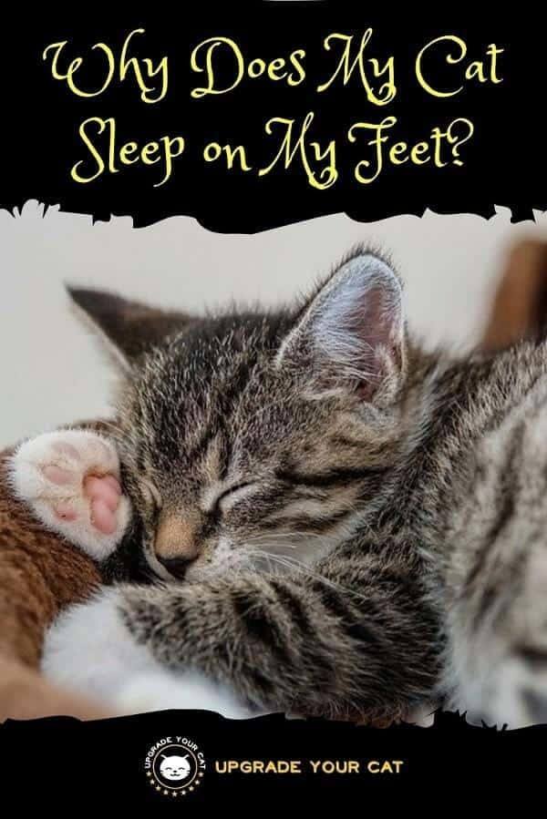 Why Does My Cat Sleep on My Feet