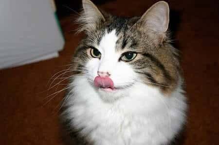 Why Does My Cat Want to Lick My Nose