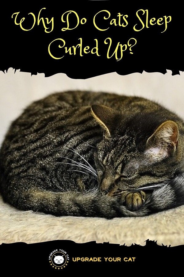 Why‌ ‌Do‌ ‌Cats‌ ‌Sleep‌ ‌Curled‌ ‌Up