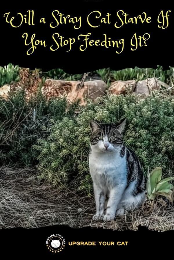 Will a Stray Cat Starve If I Stop Feeding It