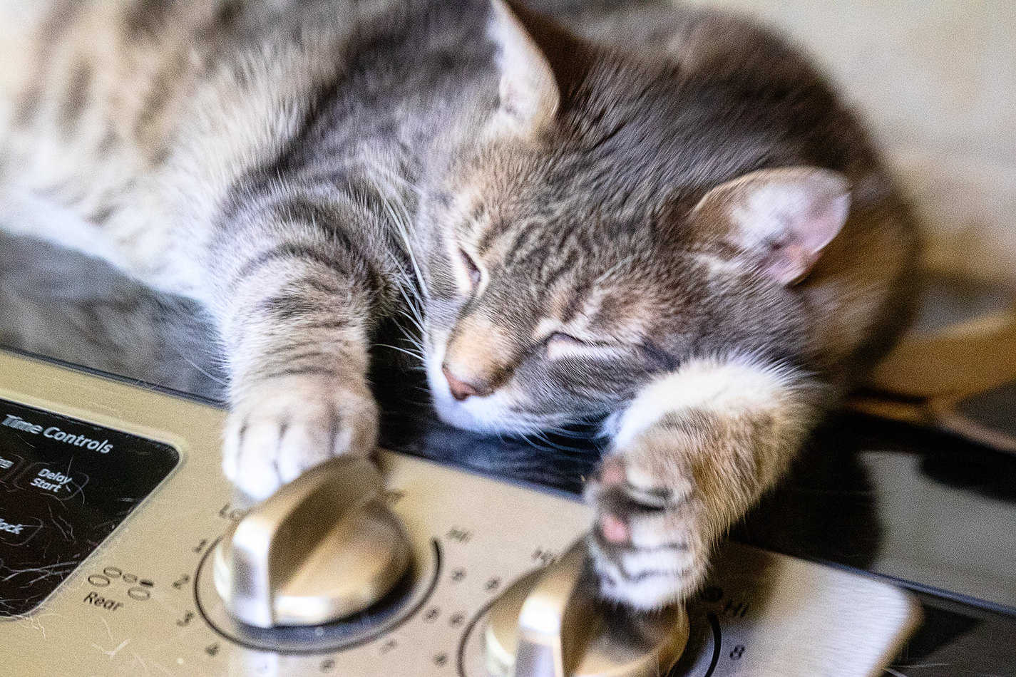 can a cat turn on a stove