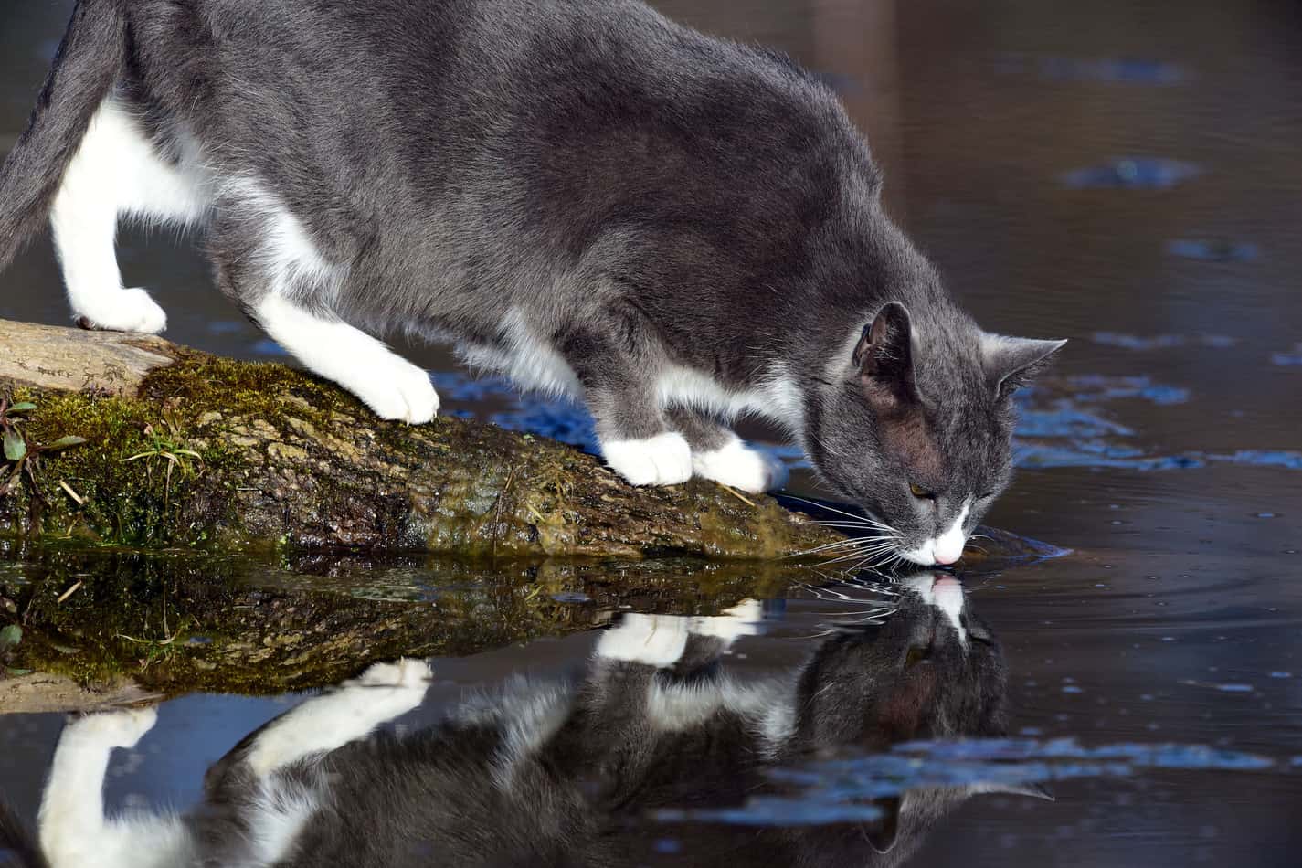 can cats drink sea or salt water