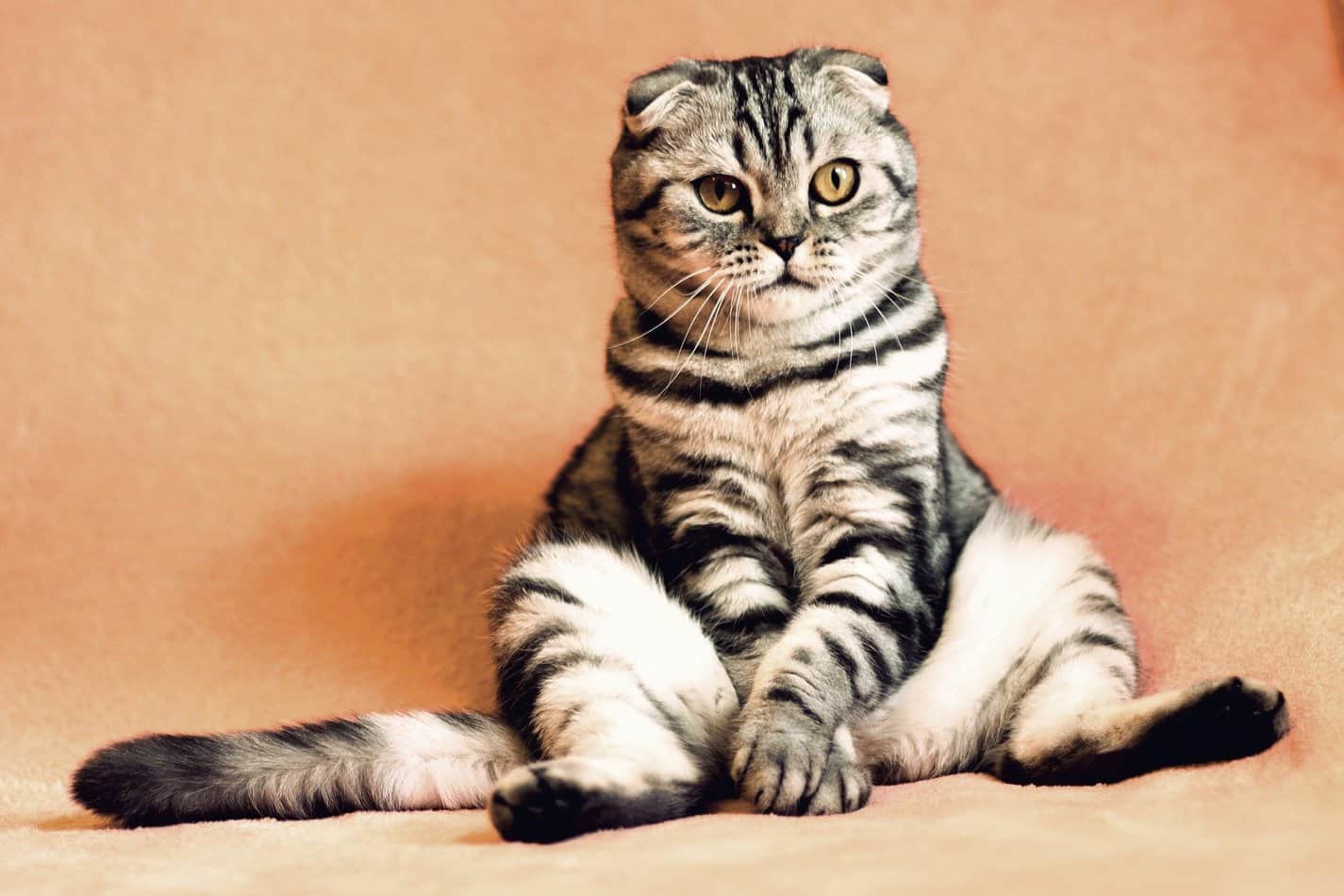 do all vets tattoo spayed kittens