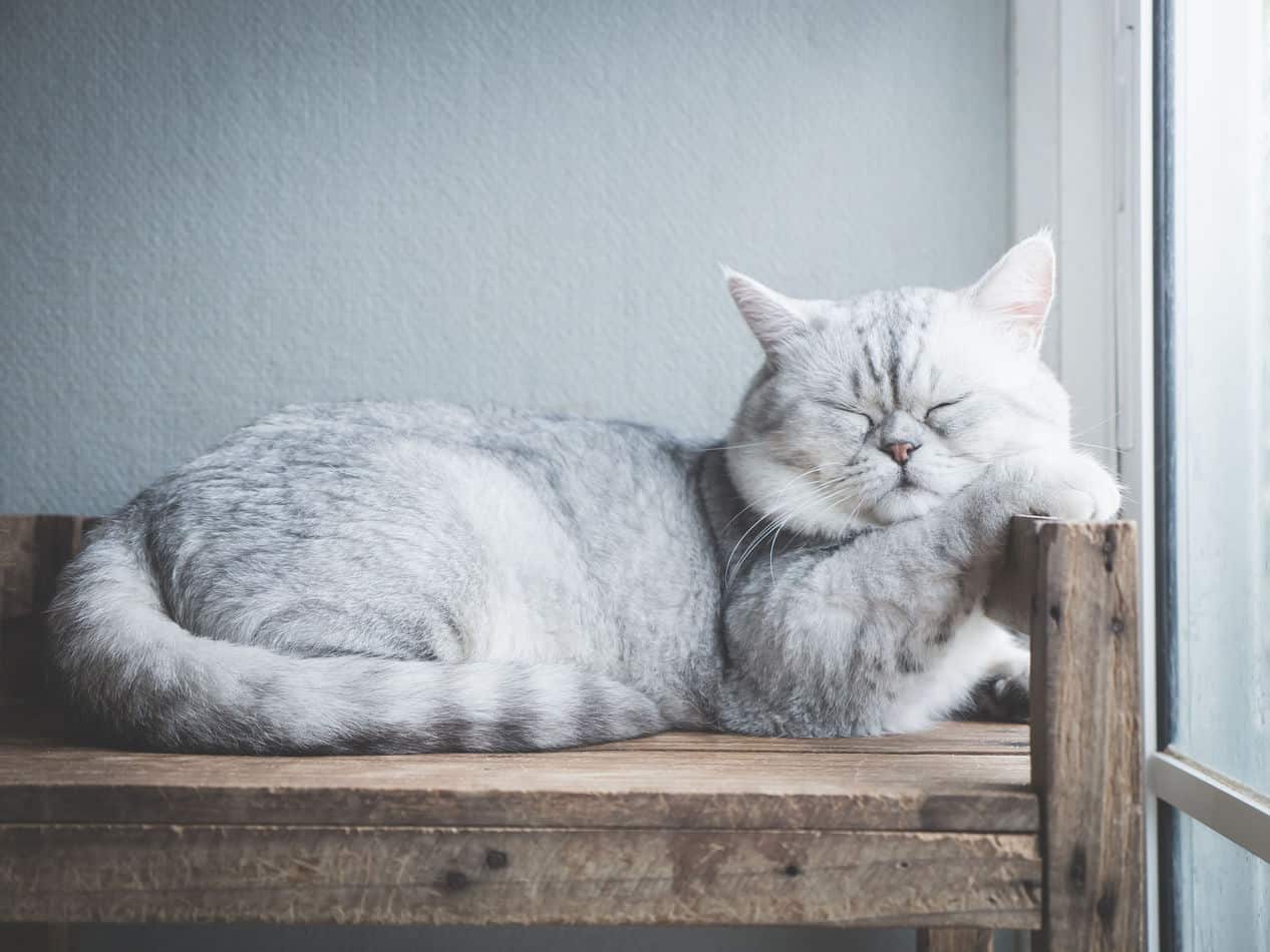 do cats sleep longer in winter