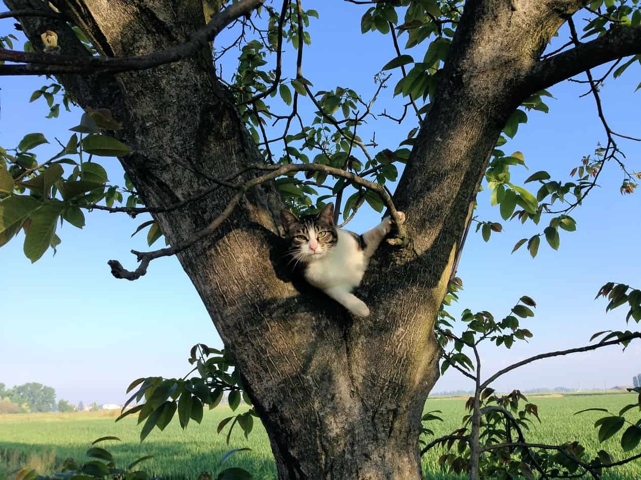 how to remove tree sap from cat fur