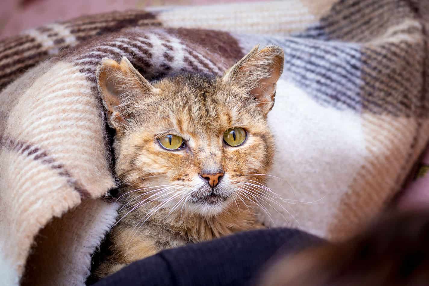 is it safe for my cat to sleep under the covers