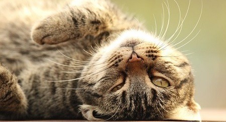 reasons why cats lay on their backs