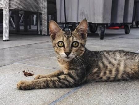 Are Cicadas Poisonous to Cats