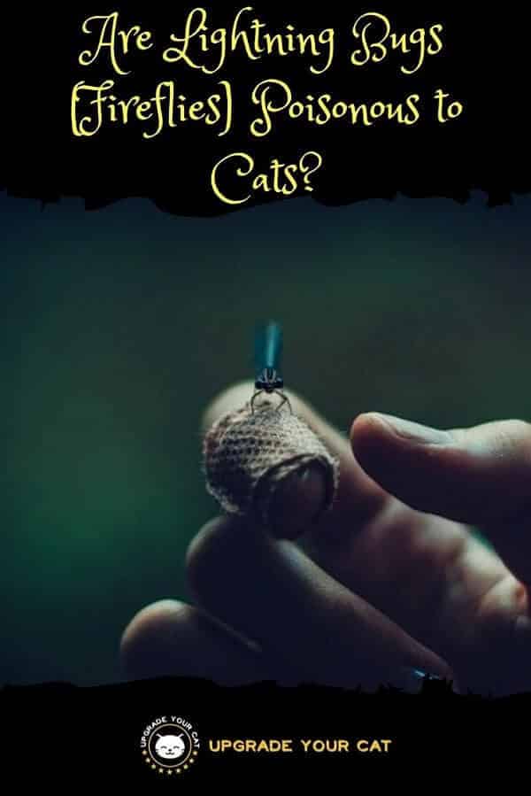 Are Lightning Bugs Poisonous to Cats