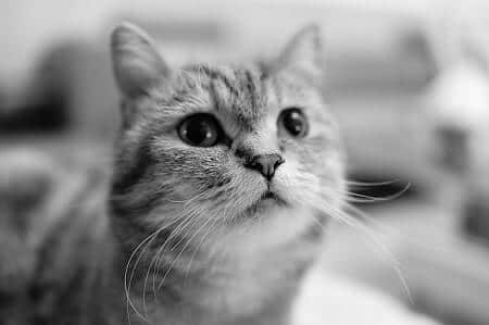 Are They Any Health Benefits for Cats Eating Paprika