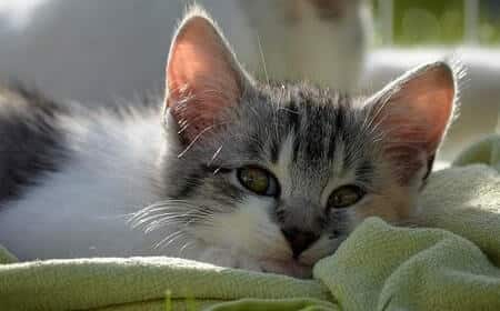 Be Aware of Food Allergies in Cats