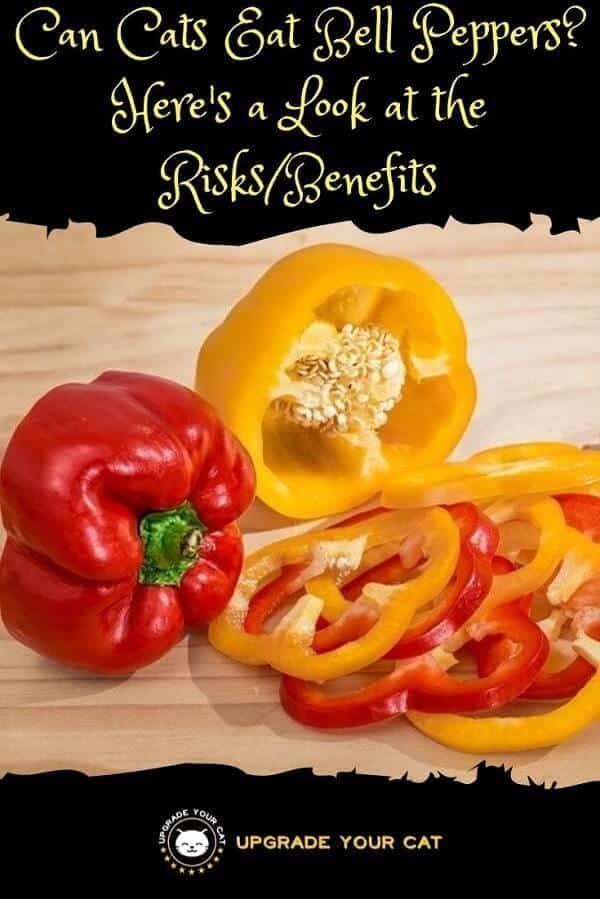 Can Cats Eat Bell Peppers