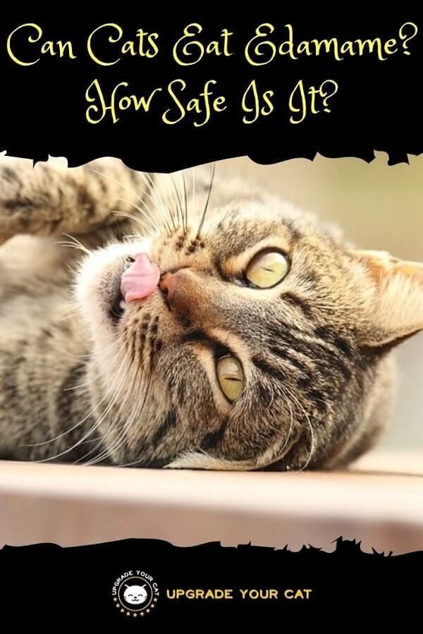 Can Cats Eat Edamame