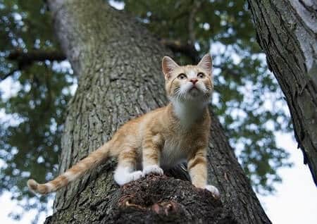 Can Cats Eat Lightning Bugs