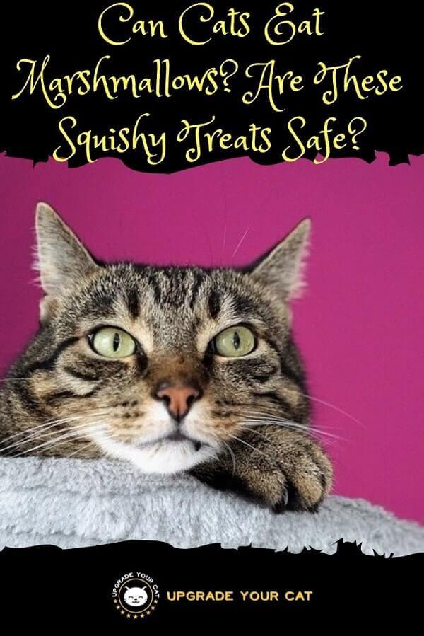 Can Cats Eat Marshmallows