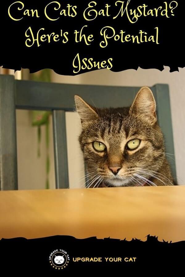 Can Cats Eat Mustard