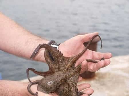 Can Cats Eat Octopus