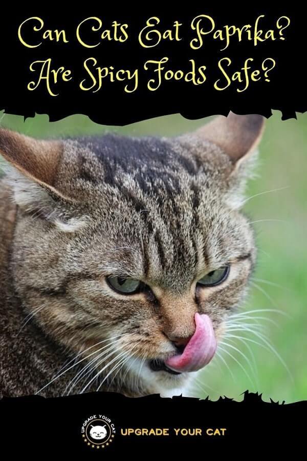 Can Cats Eat Paprika