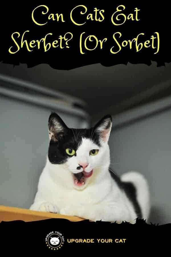 Can Cats Eat Sherbet