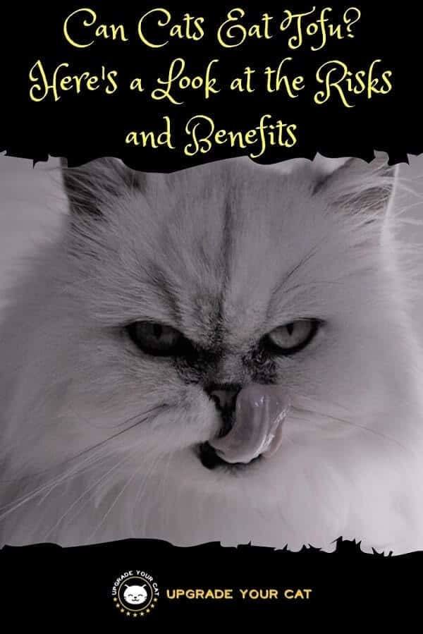 Can Cats Eat Tofu